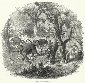 Shooting Elephants (engraving) بواسطة مدرسة اللغة الإنجليزية