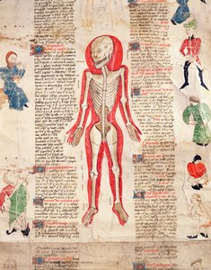 هيكل عظمي ، من De arte phisicali e de cirugia بقلم جون أردين ، 1412 بواسطة مدرسة اللغة الإنجليزية