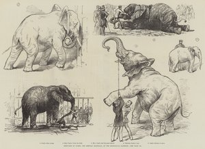 رسومات تخطيطية للفيل الأفريقي جامبو في حدائق الحيوان (ليثو) بواسطة مدرسة اللغة الإنجليزية