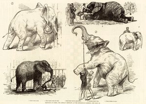 رسومات جامبو ، الفيل الأفريقي ، في حدائق الحيوان بواسطة مدرسة اللغة الإنجليزية