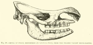 جمجمة أحفور وحيد القرن (R leptorhinus ، Owen) ، من التايمز وادي الطوب الطوبى بواسطة مدرسة اللغة الإنجليزية