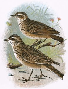Sky-Lark (سفلي) و Wood-Lark (علوي)