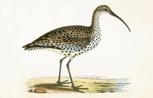 Slender Billed Curlew ، توضيح من "تاريخ طيور أوروبا غير المرصودة في الجزر البريطانية" بقلم تشارلز روبرت بري (1811-1886) ، نشر عام 1867 بواسطة مدرسة اللغة الإنجليزية
