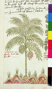 Sloane 4013 f.5v نخيل التمر من "أوصاف النباتات الهندية" بواسطة مدرسة اللغة الإنجليزية