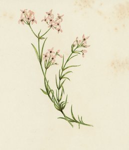 Woodruff صغير ، Asperula Cynanchica (لون ليثو) بواسطة مدرسة اللغة الإنجليزية