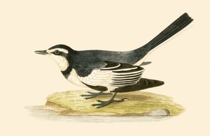 Sombre Wagtail ، التوضيح من "تاريخ طيور أوروبا غير المرصودة في الجزر البريطانية" بقلم تشارلز روبرت بري (1811-1886) ، نشر عام 1867 بواسطة مدرسة اللغة الإنجليزية