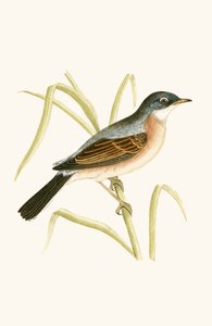 Warbler Spectacled Warbler ، توضيح من "تاريخ طيور أوروبا غير المرصودة في الجزر البريطانية" بقلم تشارلز روبرت بري (1811-1886) ، نشر عام 1867 بواسطة مدرسة اللغة الإنجليزية