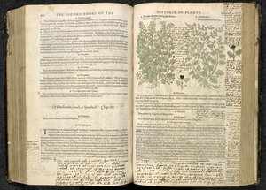 Speedwell ، الصفحة 500-501 من "The herball or Generall historyie of plantes" بقلم جون جيرارد بواسطة مدرسة اللغة الإنجليزية