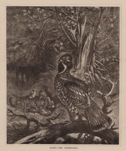 سبورت، ذا كابركايلي (نقش) بواسطة مدرسة اللغة الإنجليزية