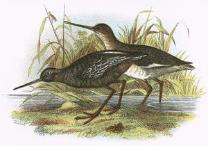 مرقط Redshank بواسطة مدرسة اللغة الإنجليزية