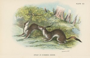 Stoat في فستان صيفي بواسطة مدرسة اللغة الإنجليزية