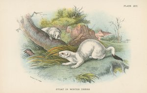 Stoat في ثوب الشتاء بواسطة مدرسة اللغة الإنجليزية