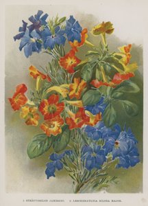 Streptosolon Jamesoni ، Leschenaultia Biloba Major بواسطة مدرسة اللغة الإنجليزية