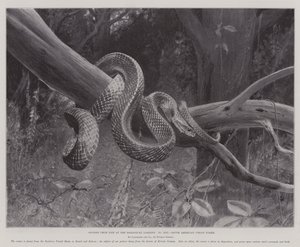 دراسات من الحياة في حدائق الحيوان ، أمريكا الجنوبية Corais Snake (litho) بواسطة مدرسة اللغة الإنجليزية