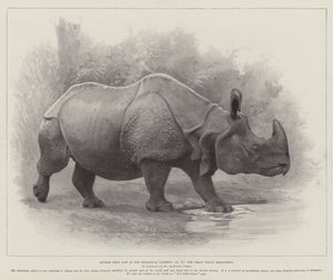 دراسات من الحياة في حدائق الحيوان ، وحيد القرن الهندي العظيم (ليثو) بواسطة مدرسة اللغة الإنجليزية