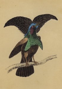 طائر الجنة الرائع (طباعة حجرية ملونة) بواسطة مدرسة اللغة الإنجليزية