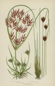Sweet Cyperus و Brown Cyperus و Black Bog-Rush (لون ليثو) بواسطة مدرسة اللغة الإنجليزية