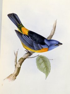تاناغرا دارويني ، اللوحة 34 من علم الحيوان في رحلة السفينة الملكية بيجل 1832-36 ، بقلم تشارلز داروين (1809-92) ، 1840 بواسطة مدرسة اللغة الإنجليزية