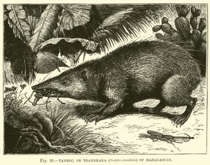 Tanrec ، أو Trandraka (Centetes ecaudatus) من مدغشقر بواسطة مدرسة اللغة الإنجليزية