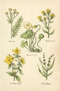 Tansey ، Spikenard ، Wood Sorrel ، St Johns Wort ، Bur Reed بواسطة مدرسة اللغة الإنجليزية