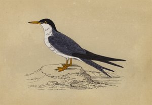 الخرشنة (طباعة حجرية ملونة) بواسطة مدرسة اللغة الإنجليزية