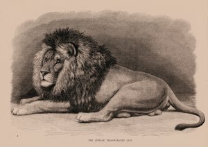 الأسد الأفريقي ذو الذيل الأصفر (نقش) بواسطة مدرسة اللغة الإنجليزية