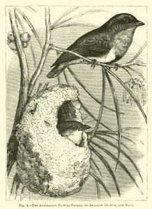 الزهرة الأسترالية Pecker أو Swallow Dicaeum و Nest بواسطة مدرسة اللغة الإنجليزية