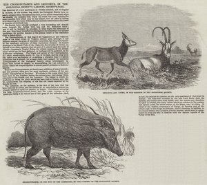 The Choiropotamus و Leucoryx ، في حدائق جمعية علم الحيوان ، ريجنت بارك (نقش) بواسطة مدرسة اللغة الإنجليزية
