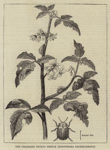 The Colorado Potato Beetle, Doryphora decemlineata (engraving) بواسطة مدرسة اللغة الإنجليزية