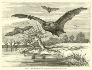 الخفاش المشترك ، Vespertilio pipistrellus ، في الطيران بواسطة مدرسة اللغة الإنجليزية