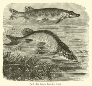 بايك المشترك ، Esox lucius بواسطة مدرسة اللغة الإنجليزية