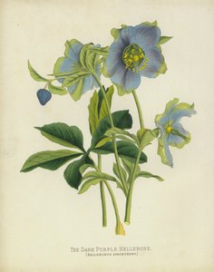 هيللبور الأرجواني الداكن ، Helleborus Atrorubens بواسطة مدرسة اللغة الإنجليزية