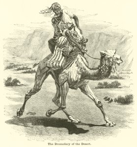 جرد الصحراء بواسطة مدرسة اللغة الإنجليزية