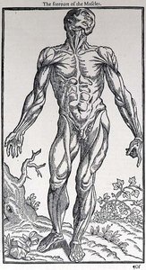 مقدمة العضلات ، لوحة من كتاب "تاريخ الإنسان" الذي نشره جون بانيستر (1540-1610) بواسطة مدرسة اللغة الإنجليزية