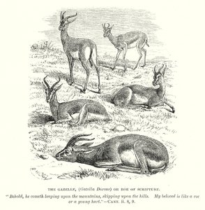 الغزالة (الغزالة دوركاس) أو بطارخ الكتاب المقدس (نقش) بواسطة مدرسة اللغة الإنجليزية