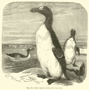 Auk العظيم ، Alca impennis بواسطة مدرسة اللغة الإنجليزية