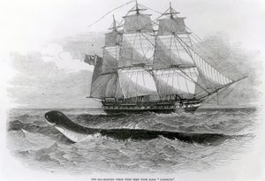 ثعبان البحر العظيم عندما شوهد لأول مرة من HMS Daedalus بواسطة مدرسة اللغة الإنجليزية