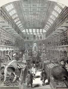 متحف Hunterian ، في الكلية الملكية للجراحين ، من "أخبار لندن المصورة" ، 4 أكتوبر 1845 بواسطة مدرسة اللغة الإنجليزية