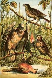 ال Linnet و Dove و Cock Robin بواسطة مدرسة اللغة الإنجليزية