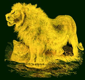 الأسد ، رسم توضيحي من JG Woods Illustrated Natural History ، تم نشره عام 1850 (صورة محسنة رقميًا) بواسطة مدرسة اللغة الإنجليزية