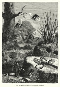 The Metamorphoses of Anthophora personata (engraving) بواسطة مدرسة اللغة الإنجليزية