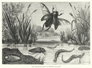 The Metamorphoses of Dytiscus marginalis (engraving) بواسطة مدرسة اللغة الإنجليزية
