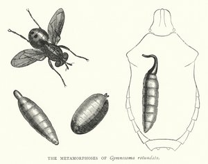 The Metamorphoses of Gymnosoma rotundata (engraving) بواسطة مدرسة اللغة الإنجليزية