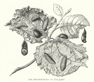 The Metamorphoses of Lina populi (engraving) بواسطة مدرسة اللغة الإنجليزية