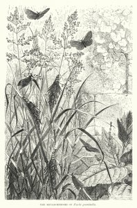 The Metamorphoses of Psyche graminella (engraving) بواسطة مدرسة اللغة الإنجليزية