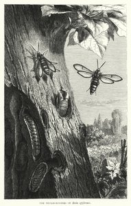 The Metamorphoses of Sesia apiformis (engraving) بواسطة مدرسة اللغة الإنجليزية