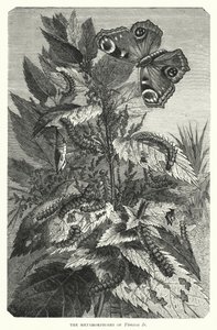 The Metamorphoses of Vanessa Io (engraving) بواسطة مدرسة اللغة الإنجليزية