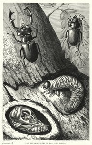 The Metamorphoses of the Stag Beetle (engraving) بواسطة مدرسة اللغة الإنجليزية