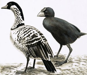 الطيور Ne-Ne أو Hawaiian Goose و Takahe بواسطة مدرسة اللغة الإنجليزية