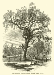 The Old Elm ، Boston Common ، تم تفجيره ، 1876 بواسطة مدرسة اللغة الإنجليزية